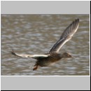 Anas platyrhynchos - Stockente 03.jpg